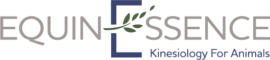 equinessence coressence integrative kinesiology eumundi qld